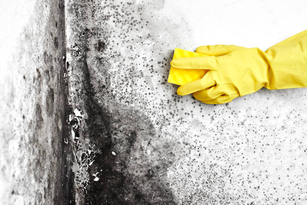 Best Office Mold Removal Services  in Lodi, WI