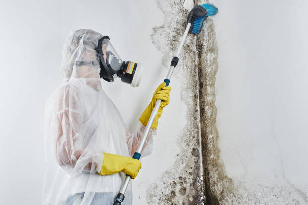 Best Toxic Mold Removal  in Lodi, WI