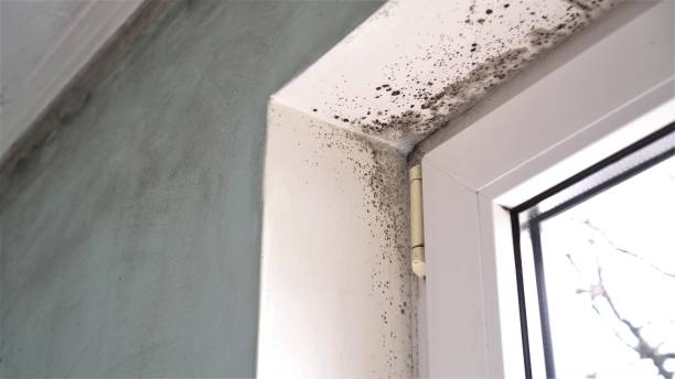 Best Toxic Mold Removal  in Lodi, WI