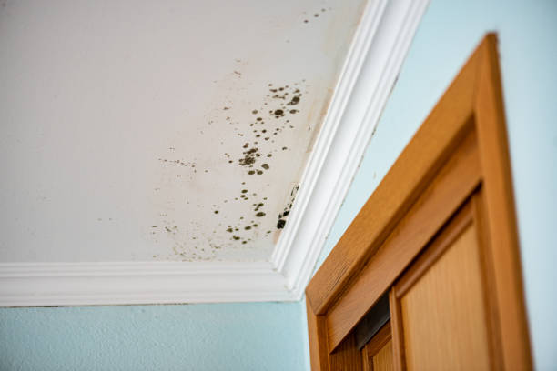 Best Residential Mold Removal  in Lodi, WI