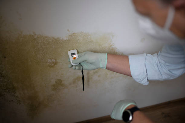 Best Mold Cleaning Services  in Lodi, WI