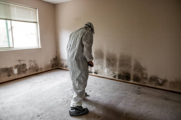 Attic Mold Removal in Lodi, WI