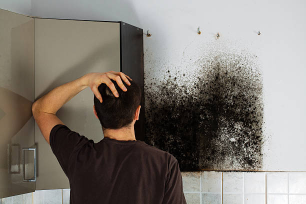 Best Mold Testing and Removal  in Lodi, WI