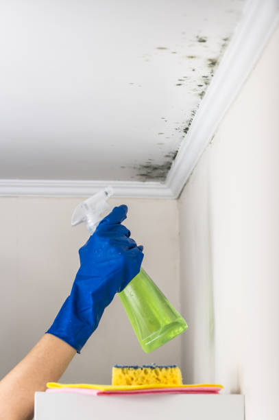 Best Professional Mold Removal  in Lodi, WI