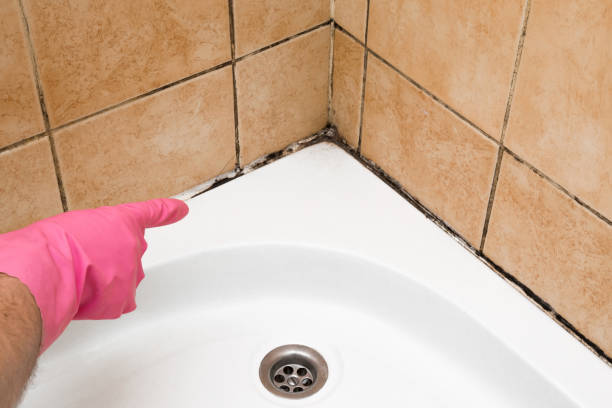 Best Crawl Space Mold Removal  in Lodi, WI